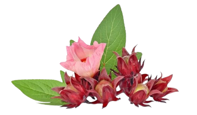 Hibiscus Rouge